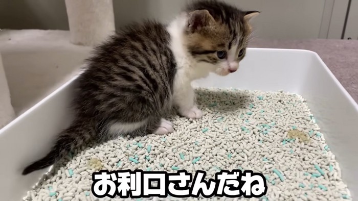 トイレに入るキジ白の子猫