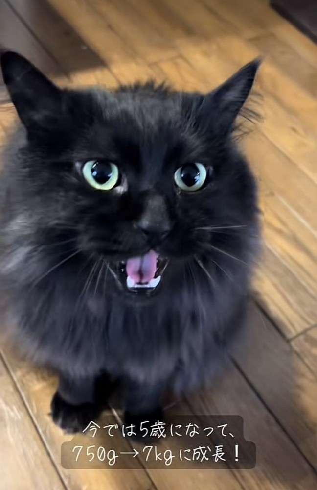 パパを見ながら鳴く黒猫