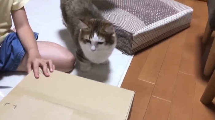 箱の前に来た秀吉くん