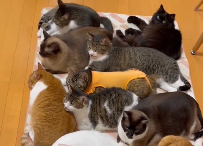 温まる猫ちゃんたち