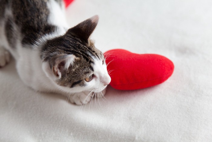 猫と赤いハートのぬいぐるみ