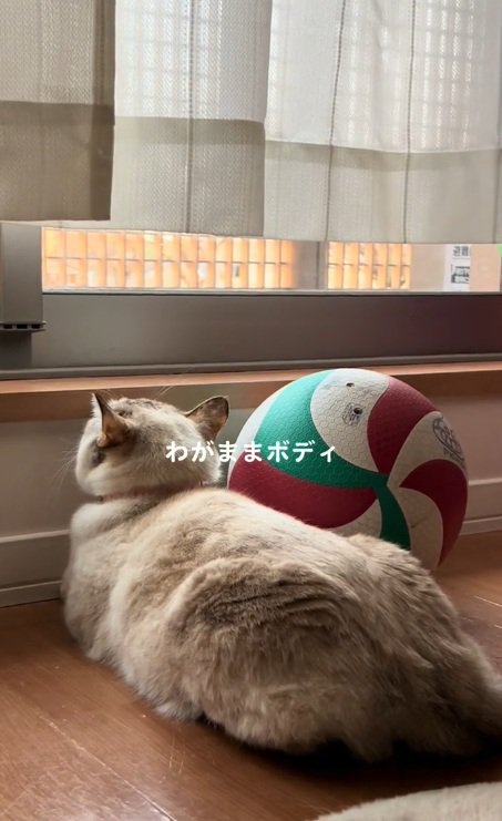 サバ白猫のうしろすがた