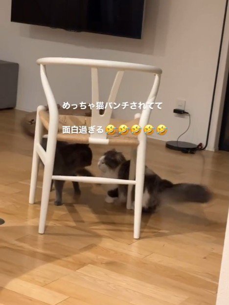 向かい合う2匹の猫