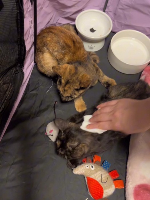 体を拭かれる子猫