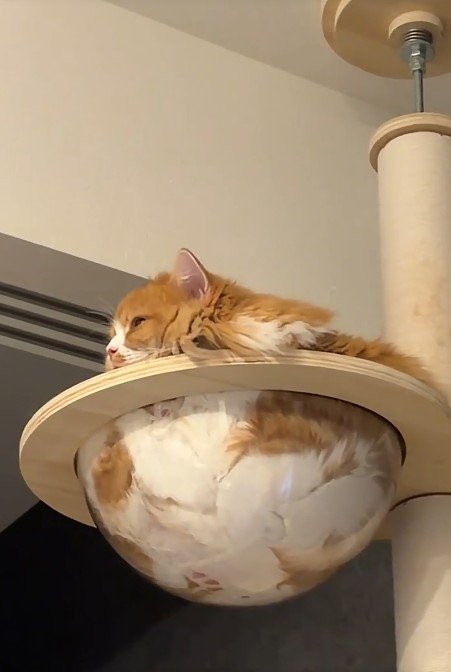 クリアボウルに入る猫
