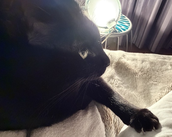 飼い主の方に手を伸ばす黒猫