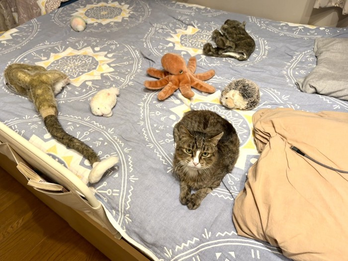 ベッドの上にぬいぐるみと猫