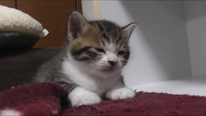 目を閉じるキジ白猫の子猫