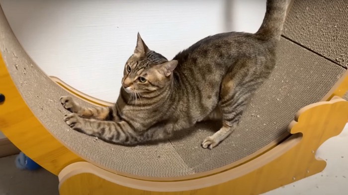 キャットホイールで爪とぎするキジトラ