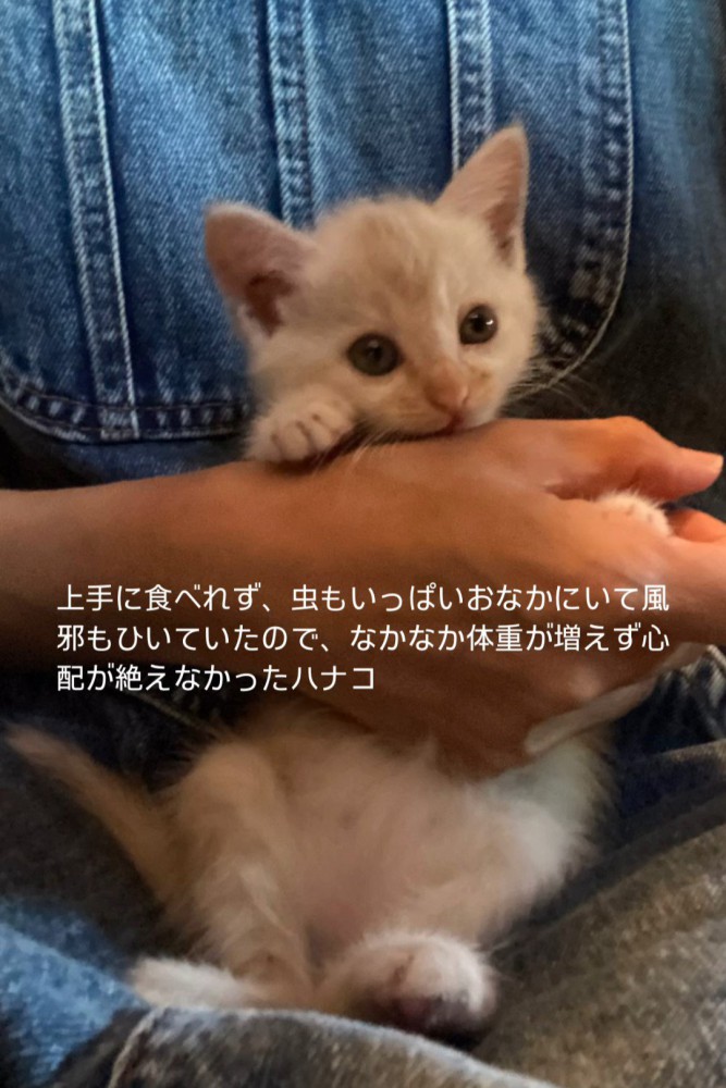 抱っこされる子猫