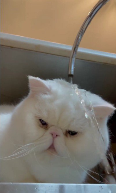 水遊びをする猫