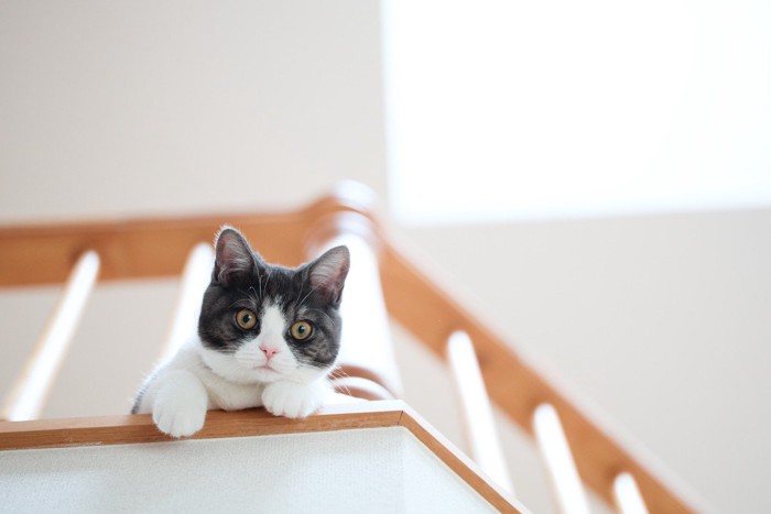 吹き抜けから覗く猫
