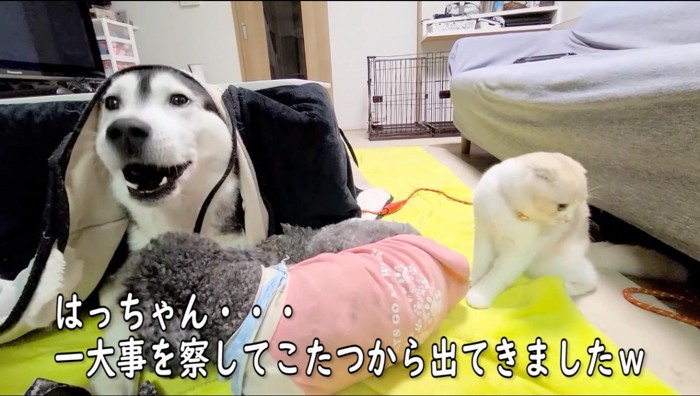 コタツから出てくるハスキー犬