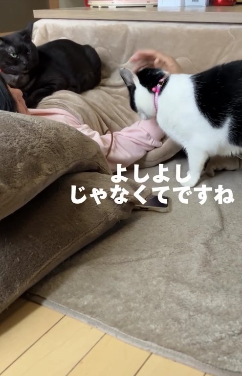 こたつで寝転がる飼い主の上に乗る黒猫と撫でられている白黒猫