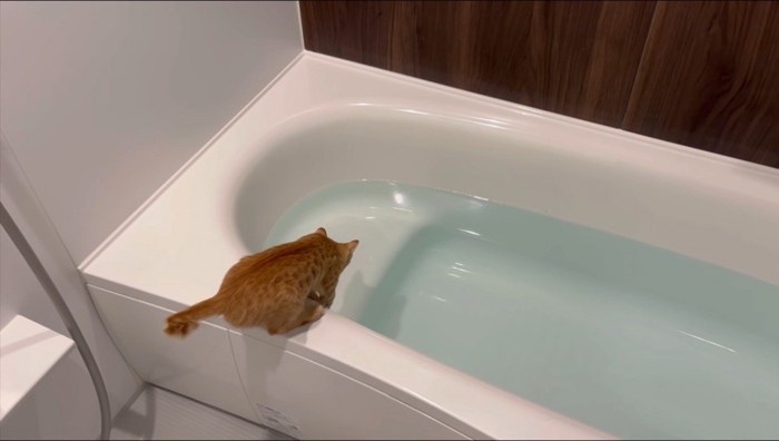浴槽の縁に乗って前かがみになる猫