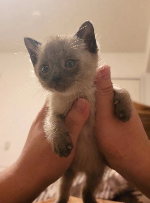 手の中のモコロちゃん