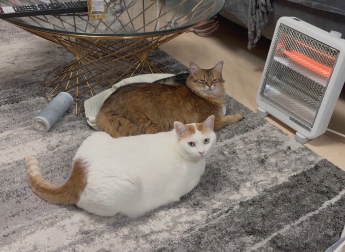 電気ストーブの前にいる2匹の猫
