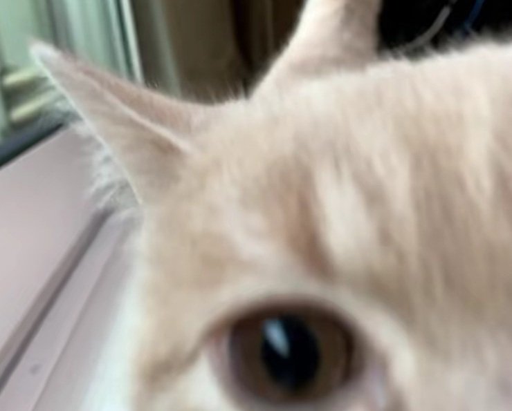 近づいてくるむぎちゃん