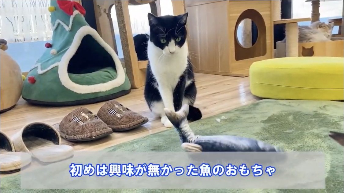 おもちゃを見つめる猫