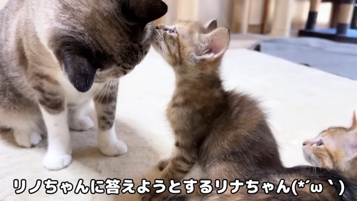 成猫の耳に顔を近づける子猫