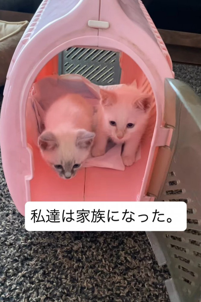 キャリーの中にいる子猫