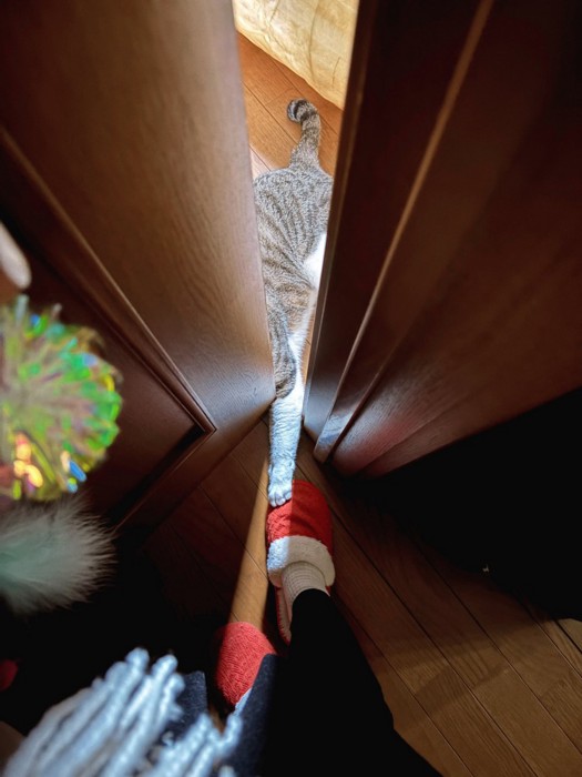 飼い主を引き留めようとするキジ白