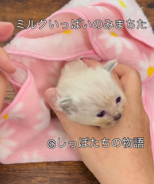 タオルに包まれる子猫