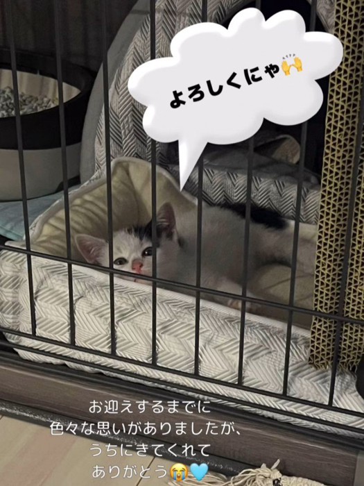 ケージから外を見ている子猫