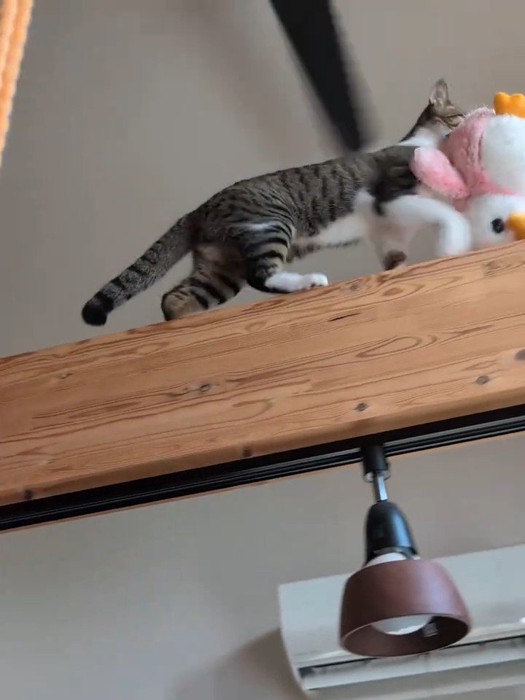 梁の上を歩く猫