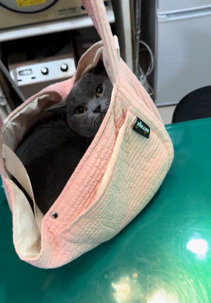 バッグに入った猫