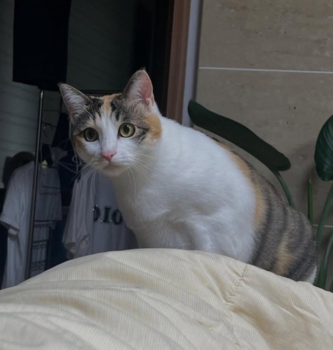 布団に乗っている猫