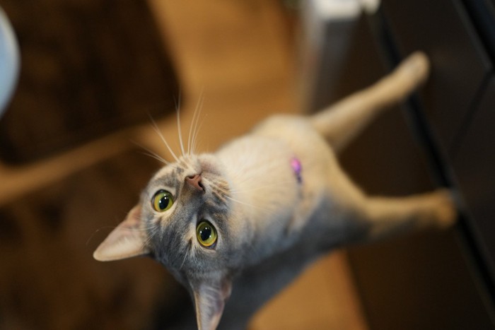 立ち上がるアビシニアン