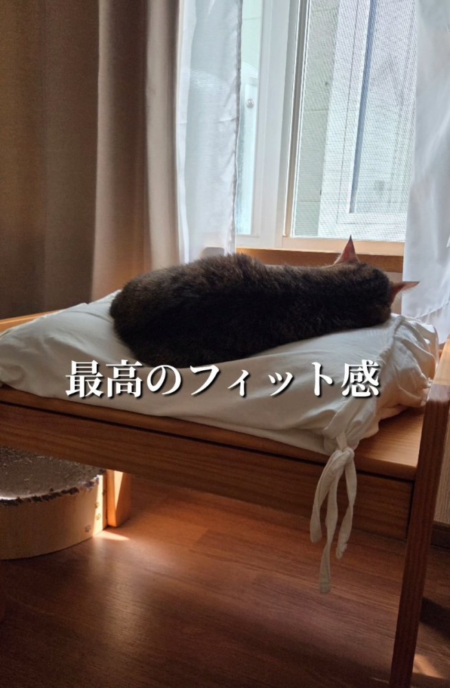 クッションの上で眠る猫