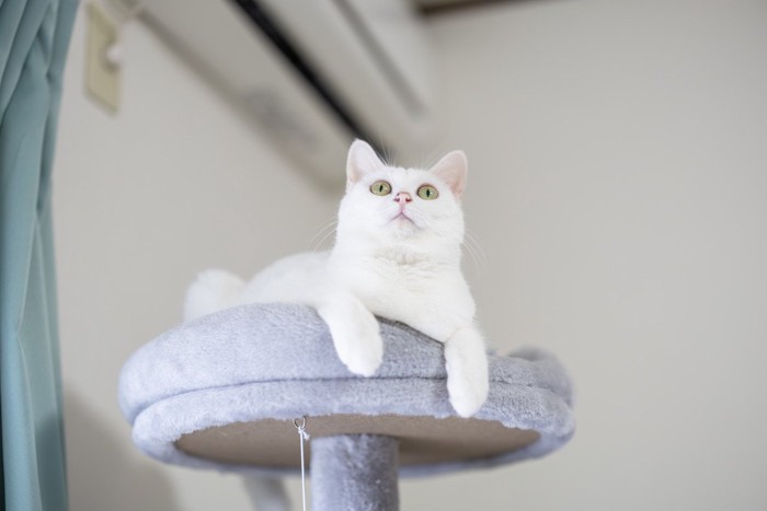 空を凝視する猫