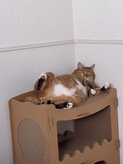 仰向けで寝る猫