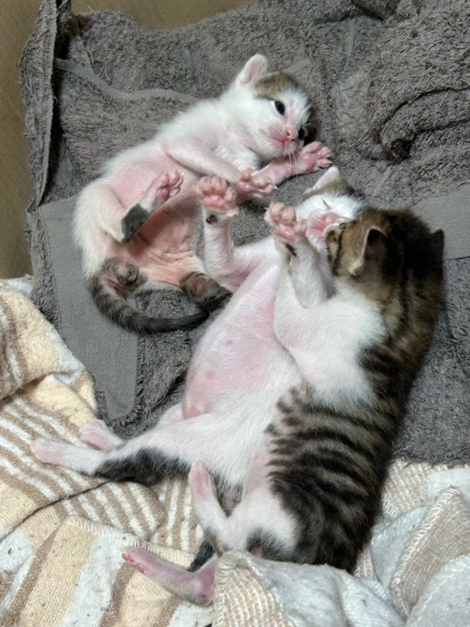 寝転がる3匹の猫