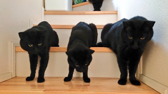 階段を陣取る黒猫たち