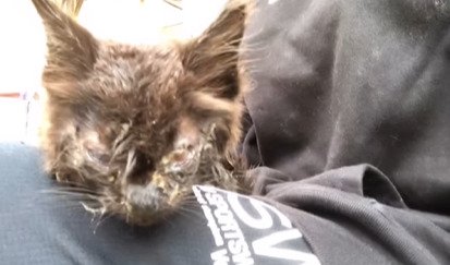 膝に乗った子猫