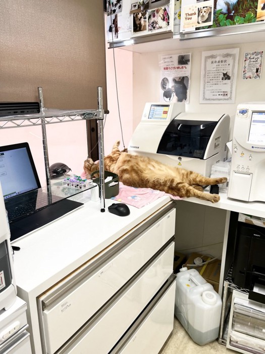 動物病院の机の上