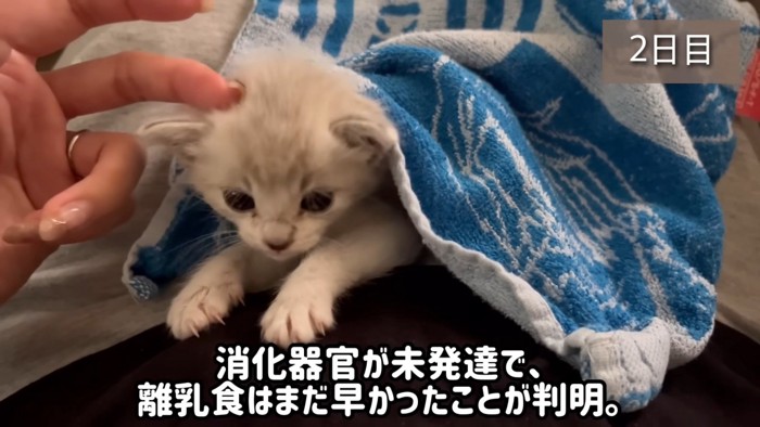 タオルをかぶる子猫