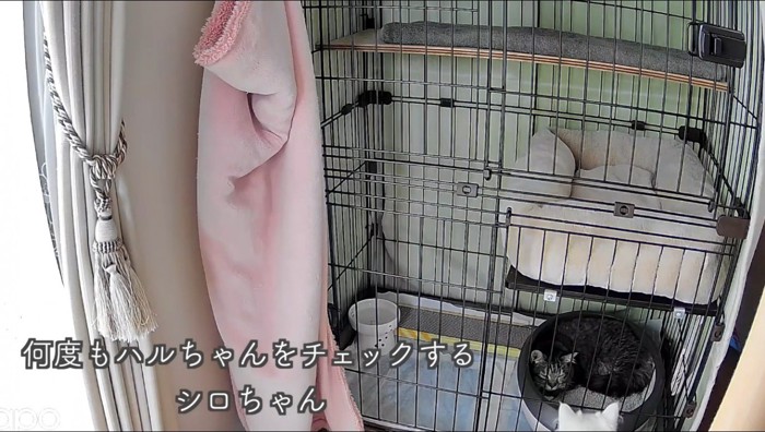 キジトラ猫をケージの外から見守る白猫