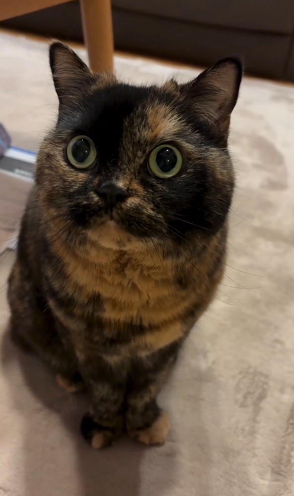 飼い主を見上げて座っている猫