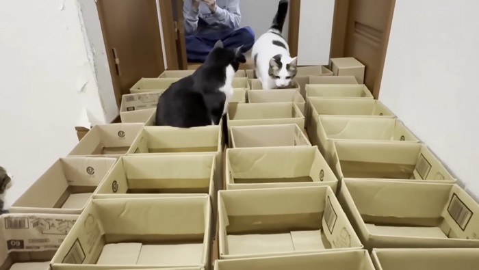 段ボールを並べた写真