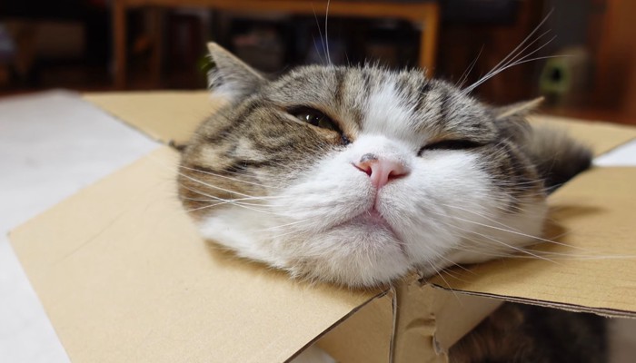 まるさんのアップ