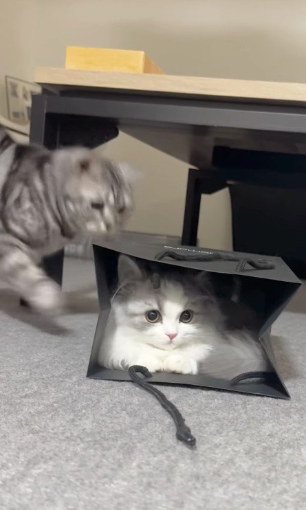 猫が入った紙袋を攻撃する猫