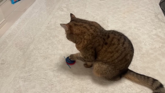 叩き中(後ろ姿)