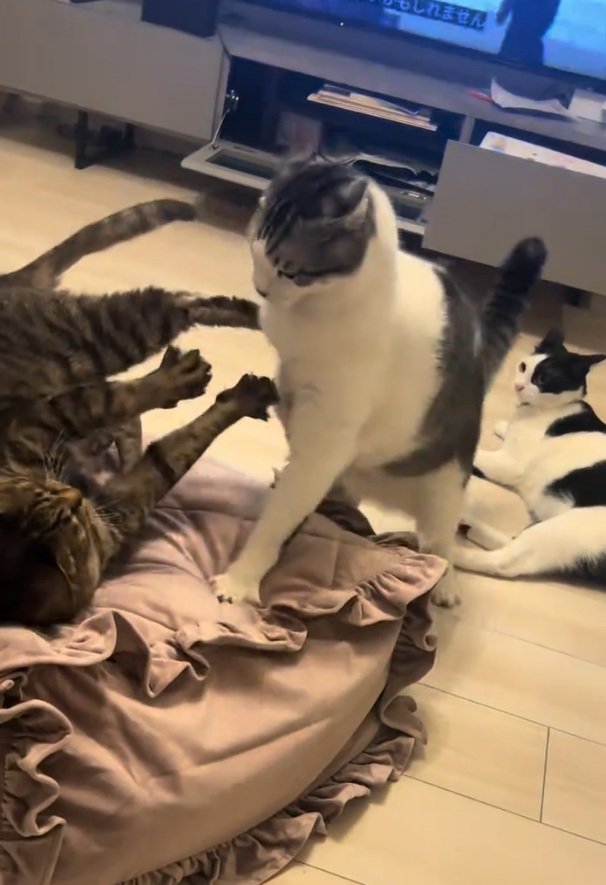 ケンカに巻き込まれる猫
