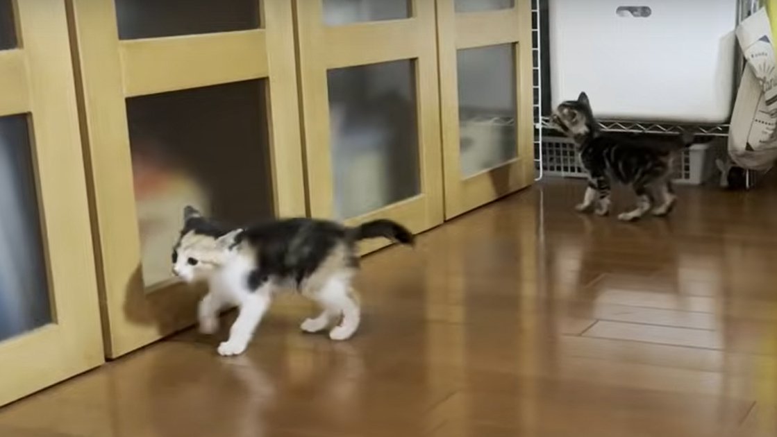 部屋を探検する2匹の子猫