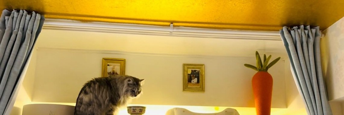 猫部屋のカーテン