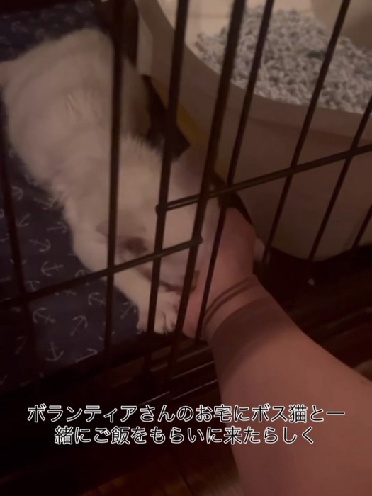 人の手に顔を埋める子猫